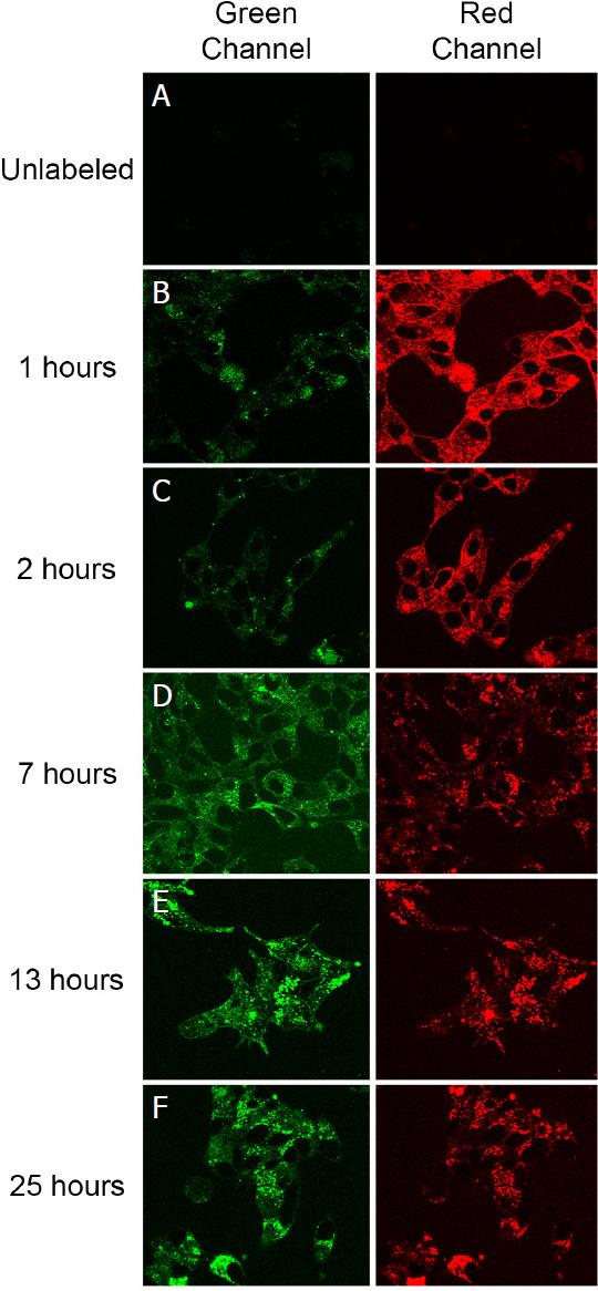 https://cdn.ncbi.nlm.nih.gov/pmc/blobs/e682/9019189/ffbc7aabfde9/cdr-4-223.fig.3.jpg
