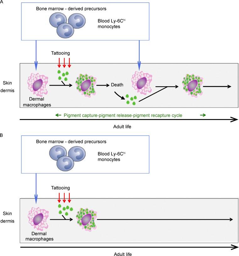 https://cdn.ncbi.nlm.nih.gov/pmc/blobs/e68b/5881467/525ab7c32988/JEM_20171608_Fig10.jpg