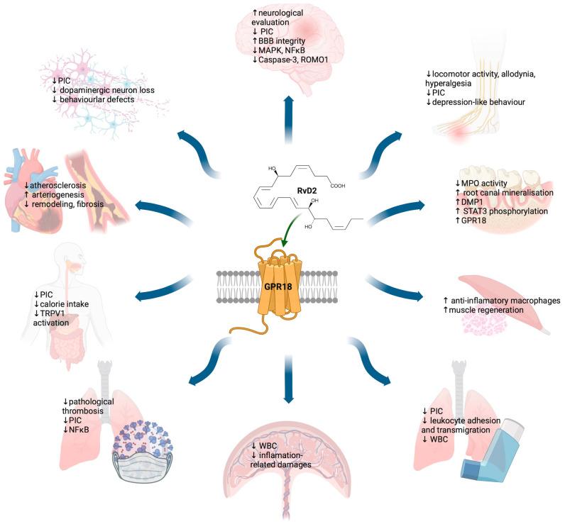 https://cdn.ncbi.nlm.nih.gov/pmc/blobs/e68c/10976181/5e6f7212a7ee/molecules-29-01258-g007.jpg