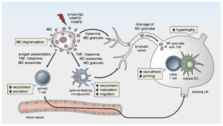 https://cdn.ncbi.nlm.nih.gov/pmc/blobs/e68c/7761480/0766a441b2ef/cells-09-02538-g001.jpg