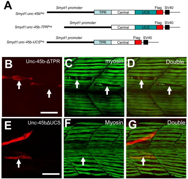 https://cdn.ncbi.nlm.nih.gov/pmc/blobs/e68e/2954953/62763190fd2c/1471-2121-11-70-5.jpg