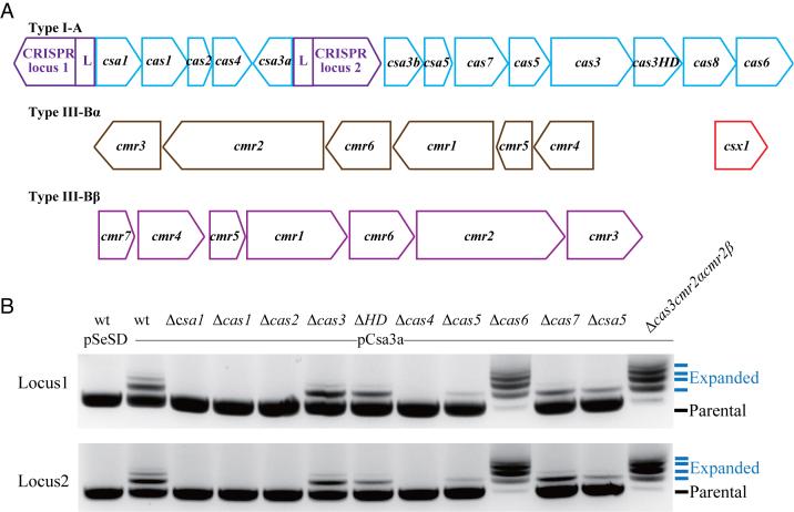 https://cdn.ncbi.nlm.nih.gov/pmc/blobs/e690/5587795/473b21ba47c7/gkx612fig1.jpg