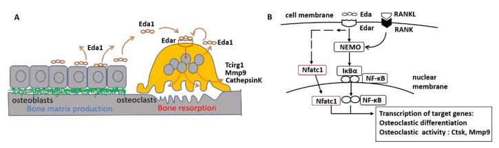 https://cdn.ncbi.nlm.nih.gov/pmc/blobs/e690/9603288/2d3bc6726e8b/ijms-23-12189-g005.jpg