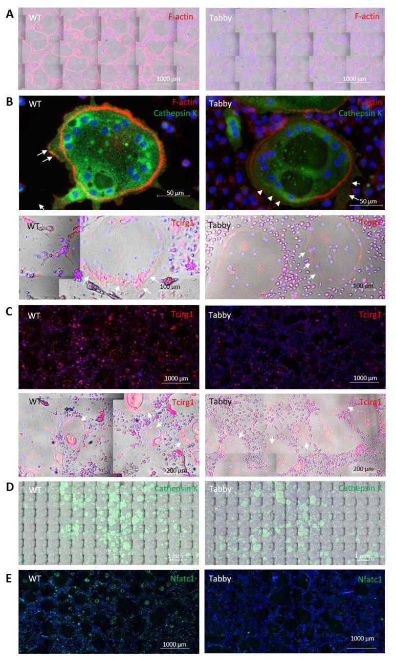 https://cdn.ncbi.nlm.nih.gov/pmc/blobs/e690/9603288/7ceedb8096b9/ijms-23-12189-g002a.jpg
