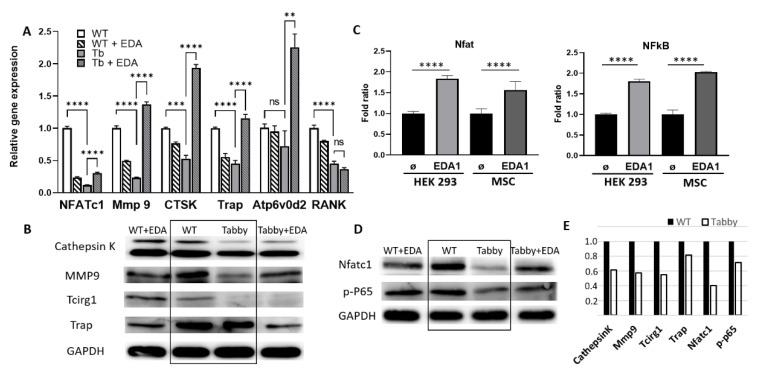 https://cdn.ncbi.nlm.nih.gov/pmc/blobs/e690/9603288/ca3ab1a31c93/ijms-23-12189-g004.jpg