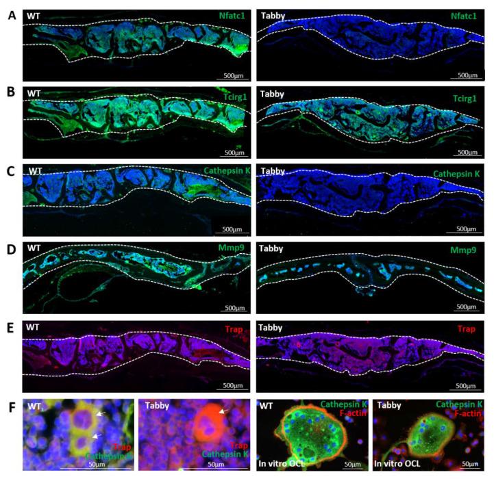 https://cdn.ncbi.nlm.nih.gov/pmc/blobs/e690/9603288/eff578c120ab/ijms-23-12189-g003.jpg