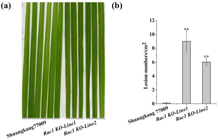 https://cdn.ncbi.nlm.nih.gov/pmc/blobs/e692/11769553/ab262bbf47fa/plants-14-00217-g003.jpg