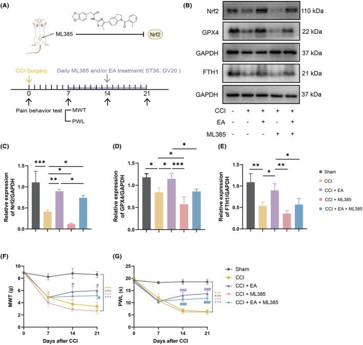 https://cdn.ncbi.nlm.nih.gov/pmc/blobs/e693/10955159/5af354db5a21/JCMM-28-e18240-g001.jpg