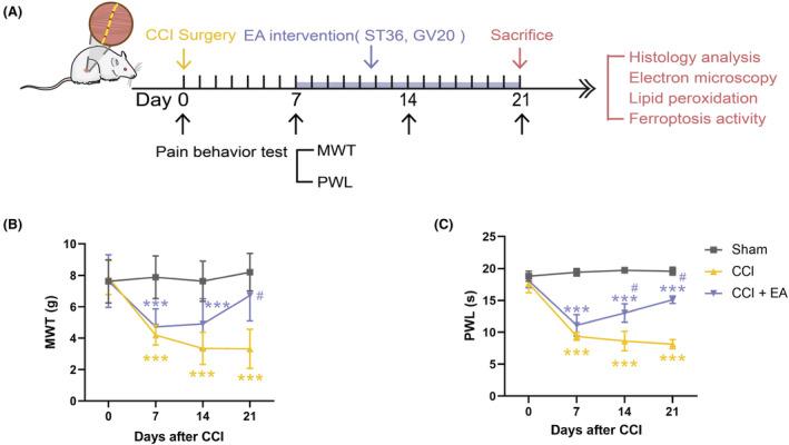 https://cdn.ncbi.nlm.nih.gov/pmc/blobs/e693/10955159/adc0d89d5ab4/JCMM-28-e18240-g004.jpg