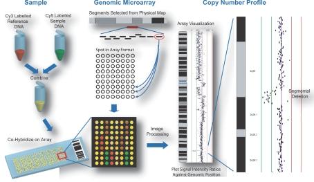 https://cdn.ncbi.nlm.nih.gov/pmc/blobs/e693/2675507/8fe117dae7b7/CIN-02-48-g001.jpg