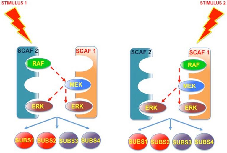 https://cdn.ncbi.nlm.nih.gov/pmc/blobs/e693/4885846/f85841bd3fee/fcell-04-00049-g0006.jpg
