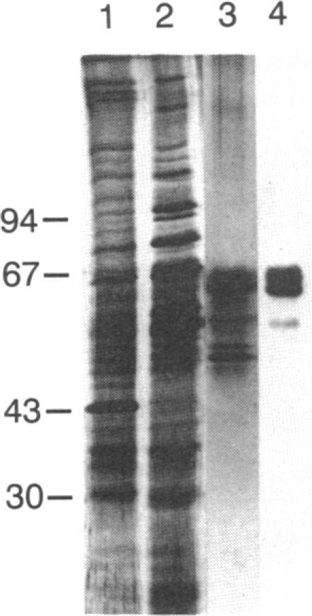 https://cdn.ncbi.nlm.nih.gov/pmc/blobs/e694/286546/276eafcf5119/pnas00242-0325-a.jpg