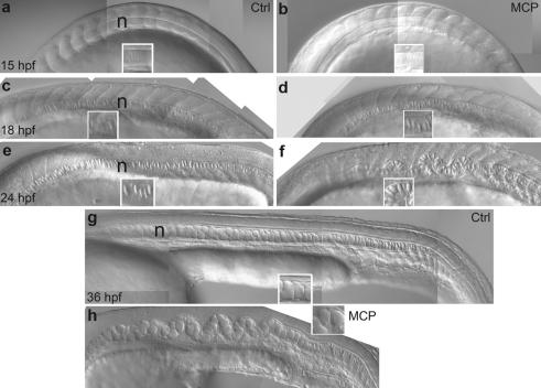 https://cdn.ncbi.nlm.nih.gov/pmc/blobs/e695/2898628/1fe6433f12d3/b613673g-f5.jpg