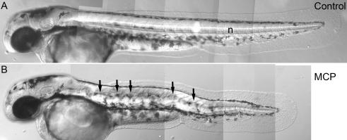 https://cdn.ncbi.nlm.nih.gov/pmc/blobs/e695/2898628/8c5228358772/b613673g-f2.jpg
