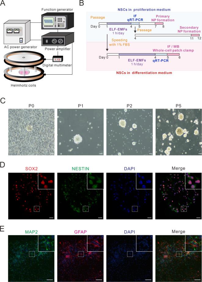 https://cdn.ncbi.nlm.nih.gov/pmc/blobs/e697/12339996/6aa289ef5868/41598_2025_14738_Fig1_HTML.jpg