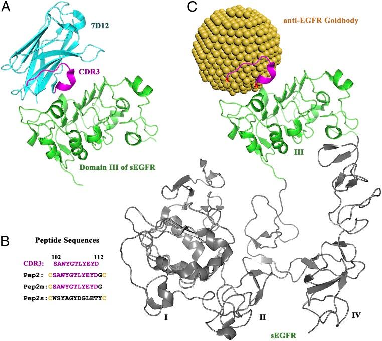 https://cdn.ncbi.nlm.nih.gov/pmc/blobs/e699/5776806/e3d5c55516c2/pnas.1713526115fig06.jpg