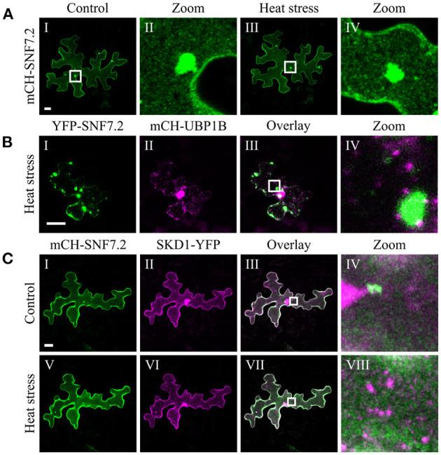 https://cdn.ncbi.nlm.nih.gov/pmc/blobs/e699/8264791/64035d559336/fpls-12-670499-g0006.jpg