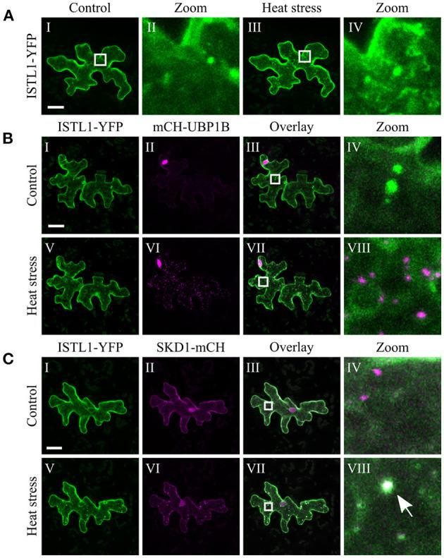 https://cdn.ncbi.nlm.nih.gov/pmc/blobs/e699/8264791/86a0982f63f0/fpls-12-670499-g0009.jpg
