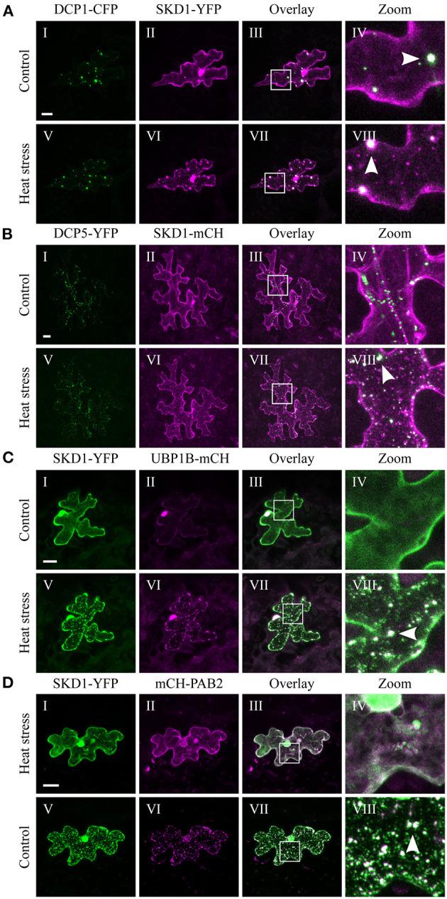 https://cdn.ncbi.nlm.nih.gov/pmc/blobs/e699/8264791/f2bab0b1a2b3/fpls-12-670499-g0002.jpg
