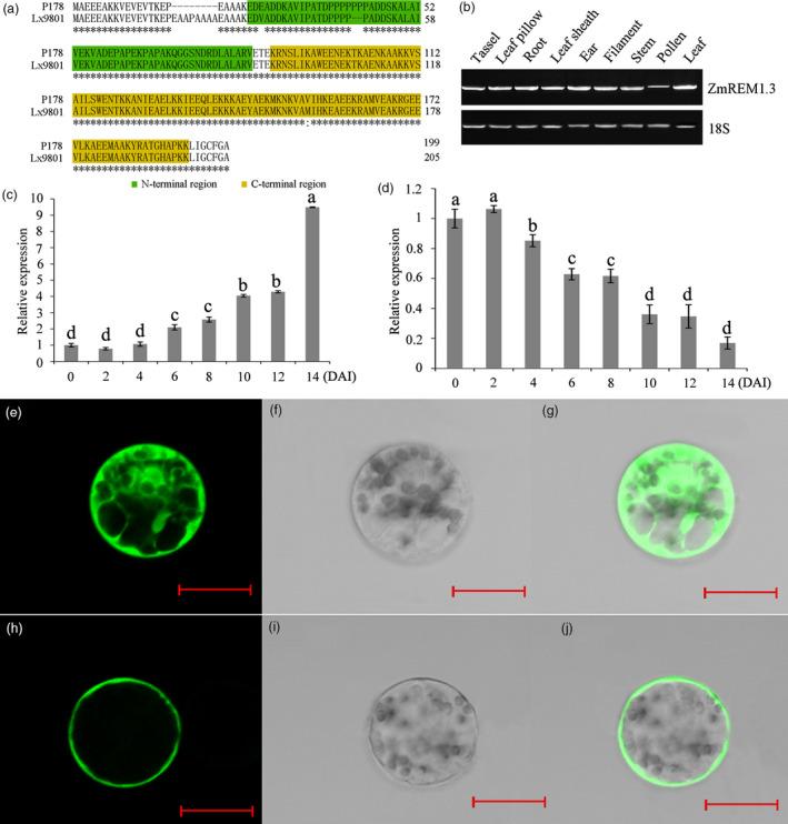 https://cdn.ncbi.nlm.nih.gov/pmc/blobs/e6a1/11386677/a722ed5bc1d4/PBI-17-2153-g005.jpg