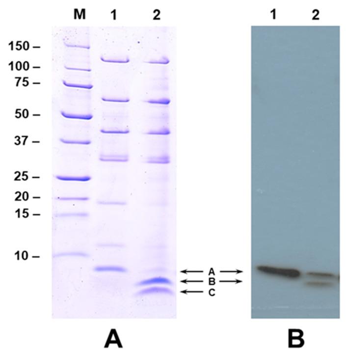 https://cdn.ncbi.nlm.nih.gov/pmc/blobs/e6a4/10970691/b86319d45fc2/ijms-25-03443-g002.jpg