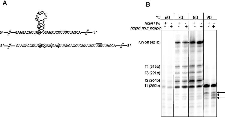 https://cdn.ncbi.nlm.nih.gov/pmc/blobs/e6a7/2253867/3d8ddc8ad48c/mmi0067-0958-f3.jpg