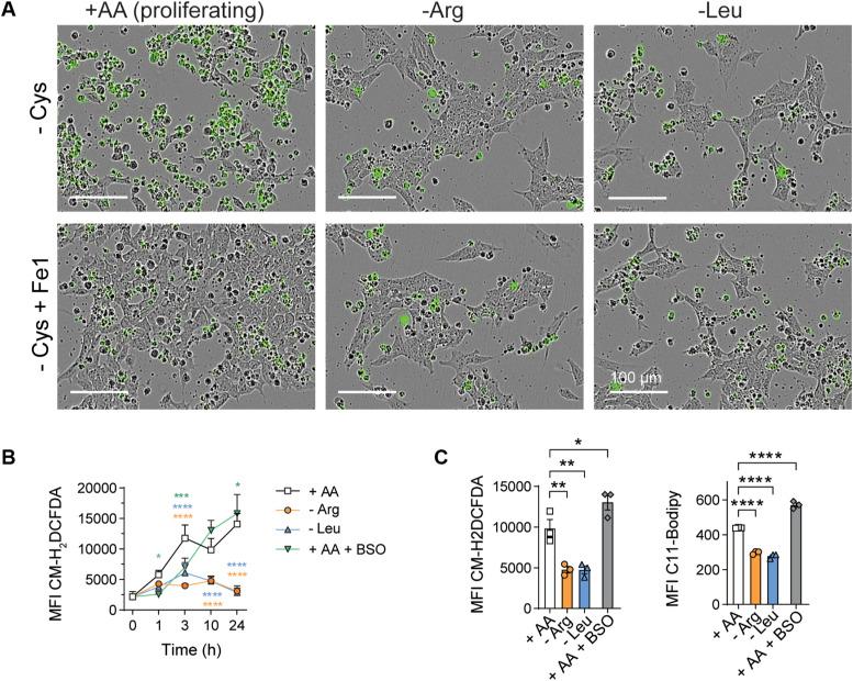https://cdn.ncbi.nlm.nih.gov/pmc/blobs/e6a8/12413550/3bc58d4af13f/LSA-2025-03324_FigS4.jpg