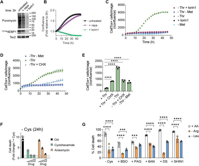 https://cdn.ncbi.nlm.nih.gov/pmc/blobs/e6a8/12413550/5494e11df551/LSA-2025-03324_Fig4.jpg