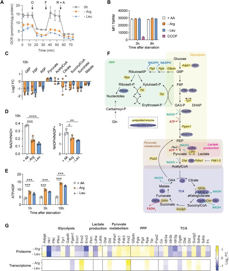 https://cdn.ncbi.nlm.nih.gov/pmc/blobs/e6a8/12413550/7f090051bc07/LSA-2025-03324_Fig2.jpg