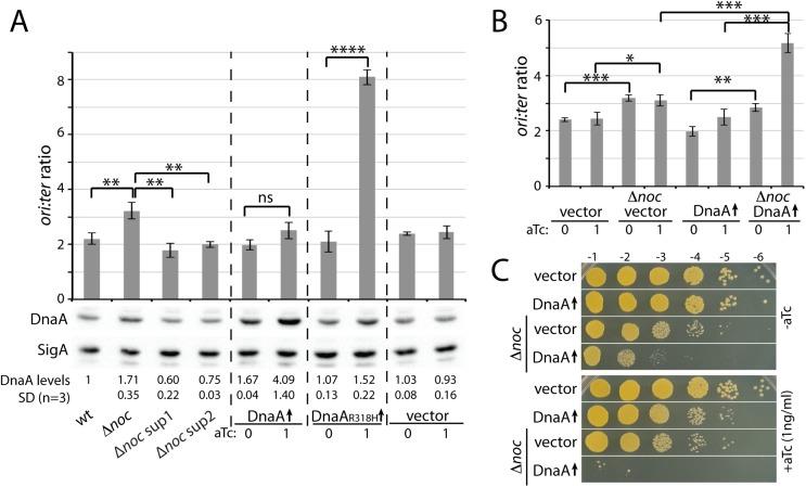 https://cdn.ncbi.nlm.nih.gov/pmc/blobs/e6ac/5540599/1e6ece18ca76/pgen.1006908.g007.jpg