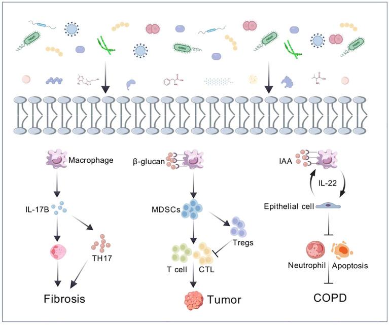 https://cdn.ncbi.nlm.nih.gov/pmc/blobs/e6ad/11372588/3589b1244a6c/fcimb-14-1401448-g001.jpg