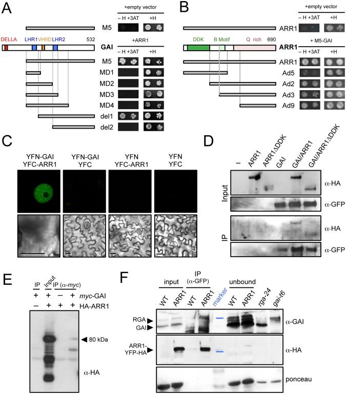 https://cdn.ncbi.nlm.nih.gov/pmc/blobs/e6ad/4489807/ca9129a7f9ef/pgen.1005337.g002.jpg