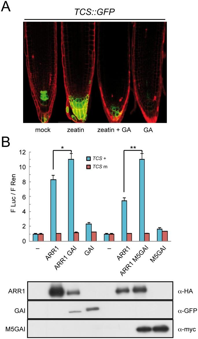 https://cdn.ncbi.nlm.nih.gov/pmc/blobs/e6ad/4489807/e65f84499772/pgen.1005337.g003.jpg