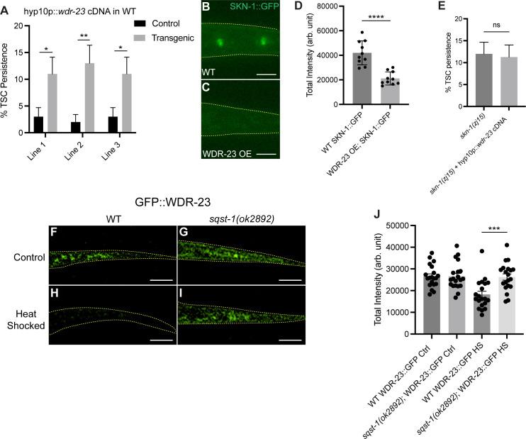 https://cdn.ncbi.nlm.nih.gov/pmc/blobs/e6b2/12068719/17e55e68f41c/pgen.1011696.g003.jpg