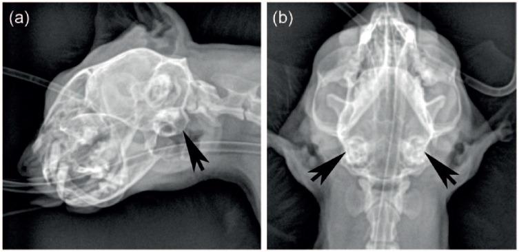 https://cdn.ncbi.nlm.nih.gov/pmc/blobs/e6b5/5821296/05837a654121/10.1177_2055116918756724-fig1.jpg