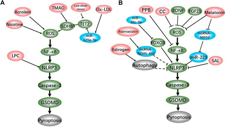 https://cdn.ncbi.nlm.nih.gov/pmc/blobs/e6b6/8187899/a931e64a371a/fphar-12-652963-g001.jpg