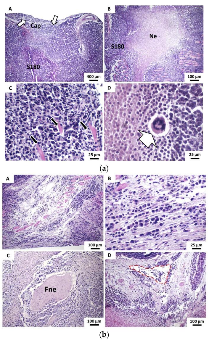 https://cdn.ncbi.nlm.nih.gov/pmc/blobs/e6b8/7916601/bd22abdc430f/pharmaceutics-13-00245-g005a.jpg
