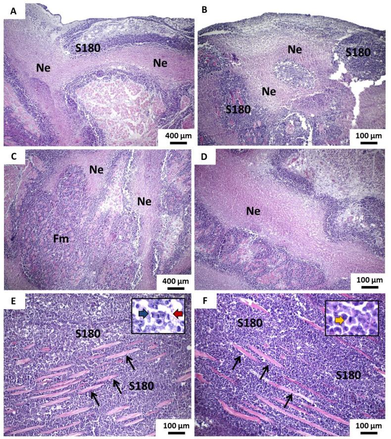 https://cdn.ncbi.nlm.nih.gov/pmc/blobs/e6b8/7916601/bd7981f6bd78/pharmaceutics-13-00245-g008.jpg