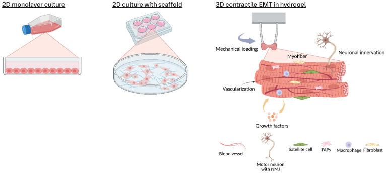 https://cdn.ncbi.nlm.nih.gov/pmc/blobs/e6b9/12191219/b77754e5134c/cells-14-00882-g001.jpg
