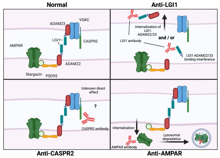 https://cdn.ncbi.nlm.nih.gov/pmc/blobs/e6bb/10778077/7c637cff183f/cells-13-00015-g002.jpg