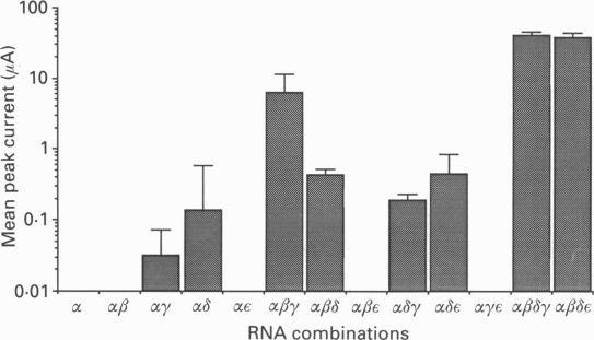https://cdn.ncbi.nlm.nih.gov/pmc/blobs/e6bb/1143921/f39e21232597/jphysiol00369-0351-a.jpg