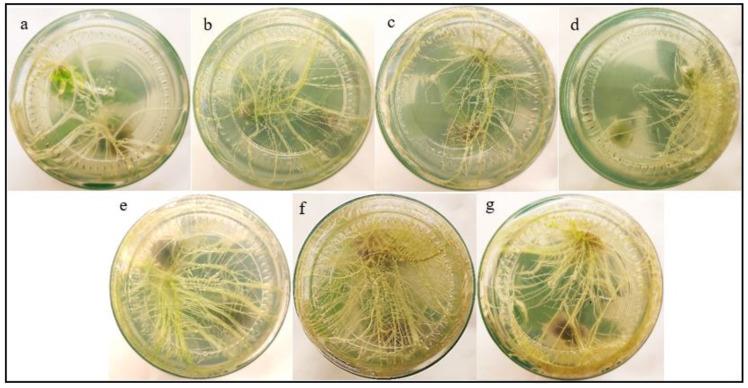 https://cdn.ncbi.nlm.nih.gov/pmc/blobs/e6bb/12179192/02e5ff9e2adc/fpls-16-1570945-g008.jpg