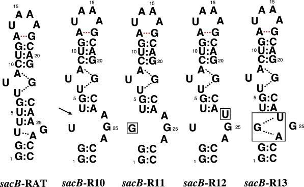 https://cdn.ncbi.nlm.nih.gov/pmc/blobs/e6bb/1693879/3429212da846/gkl733f11.jpg