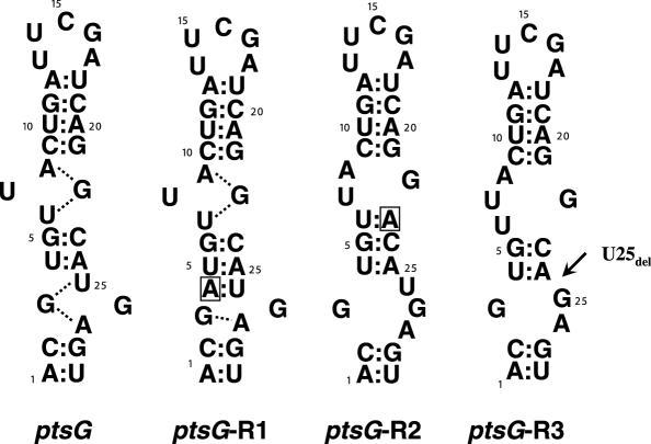 https://cdn.ncbi.nlm.nih.gov/pmc/blobs/e6bb/1693879/a9f4e7b47659/gkl733f2.jpg