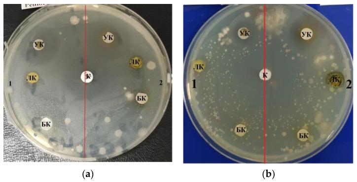 https://cdn.ncbi.nlm.nih.gov/pmc/blobs/e6bd/9506262/108155292686/life-12-01395-g001.jpg