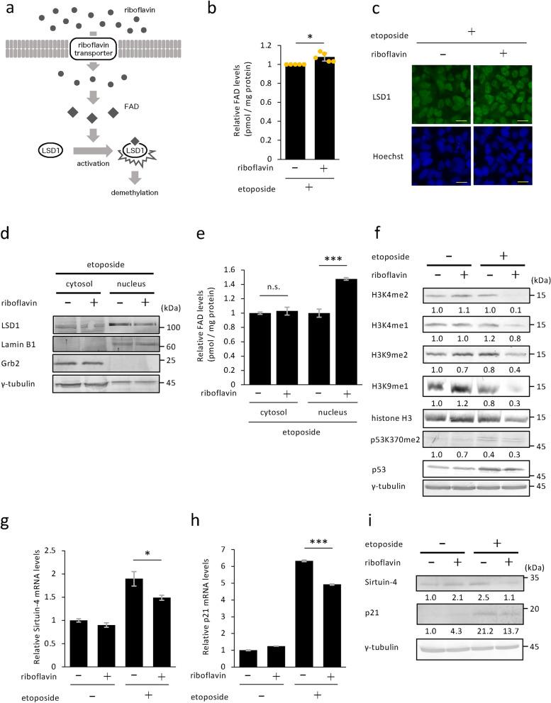 https://cdn.ncbi.nlm.nih.gov/pmc/blobs/e6bf/11847913/155d322ad62f/41598_2025_91004_Fig5_HTML.jpg
