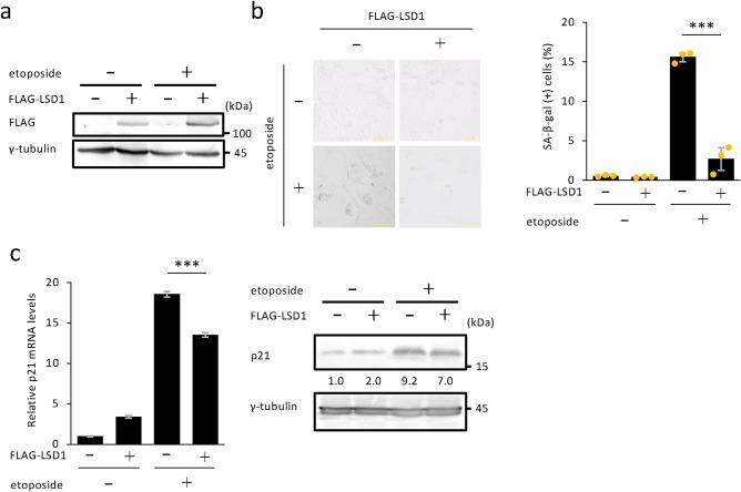 https://cdn.ncbi.nlm.nih.gov/pmc/blobs/e6bf/11847913/5956f742cd00/41598_2025_91004_Fig2_HTML.jpg