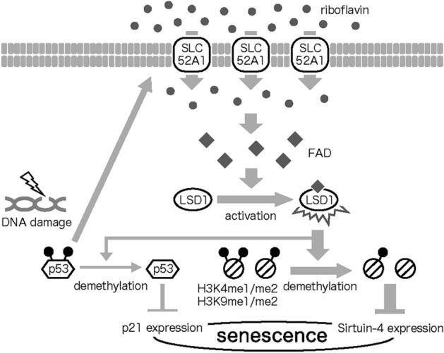 https://cdn.ncbi.nlm.nih.gov/pmc/blobs/e6bf/11847913/d10632668d64/41598_2025_91004_Fig7_HTML.jpg