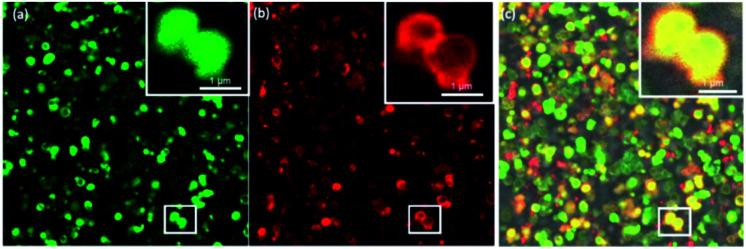 https://cdn.ncbi.nlm.nih.gov/pmc/blobs/e6c1/8162773/1757c060dcf9/d0sc04513f-f4.jpg