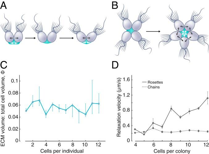 https://cdn.ncbi.nlm.nih.gov/pmc/blobs/e6c5/6983409/f0c5aa8a46ff/pnas.1909447117fig04.jpg